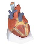 Heart Anatomy Model, 7 part model -- esophagus, trachea, SVC, aorta, front heart wall, upper half of heart